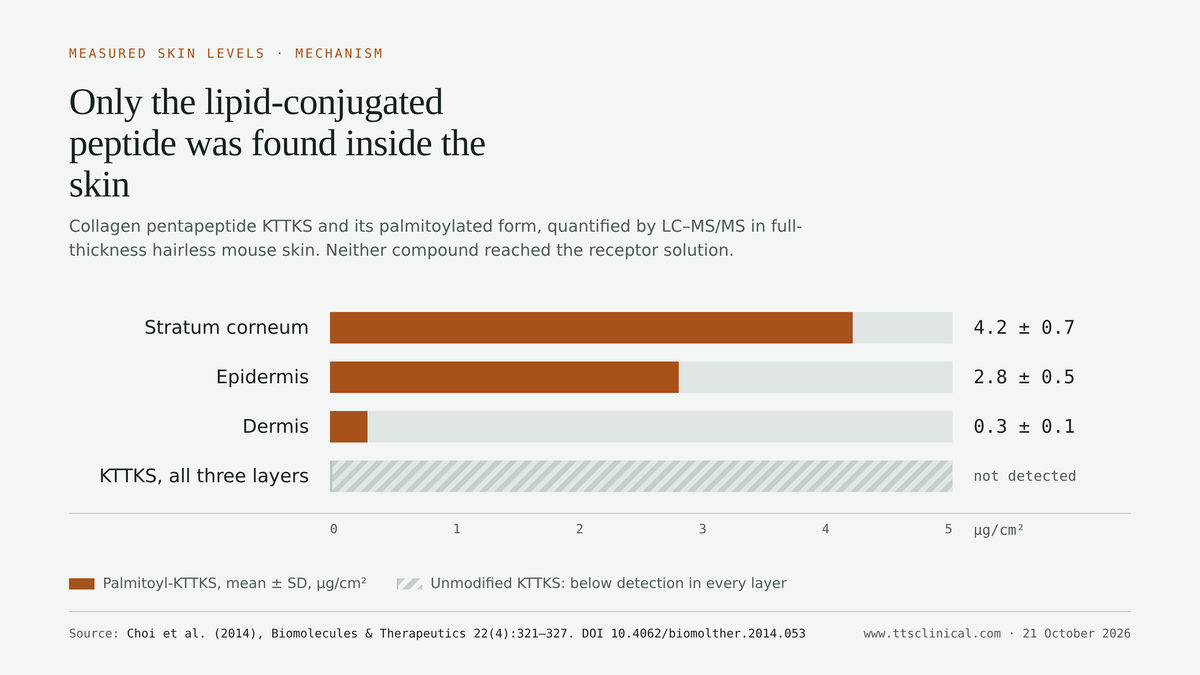 Bar chart of measured palmitoyl-KTTKS in mouse skin: 4.2 µg/cm² in the stratum corneum, 2.8 in the epidermis, 0.3 in the dermis, while unmodified KTTKS was not detected in any layer. Source: Choi et al., Biomolecules & Therapeutics, 2014.