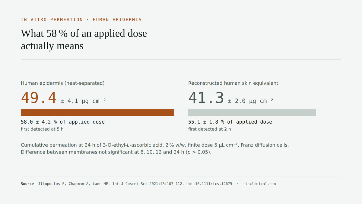 Figure: cumulative permeation of 3-O-ethyl-L-ascorbic acid at 24 hours in Franz cells, human epidermis 49.4 micrograms per square centimetre versus reconstructed skin equivalent 41.3.