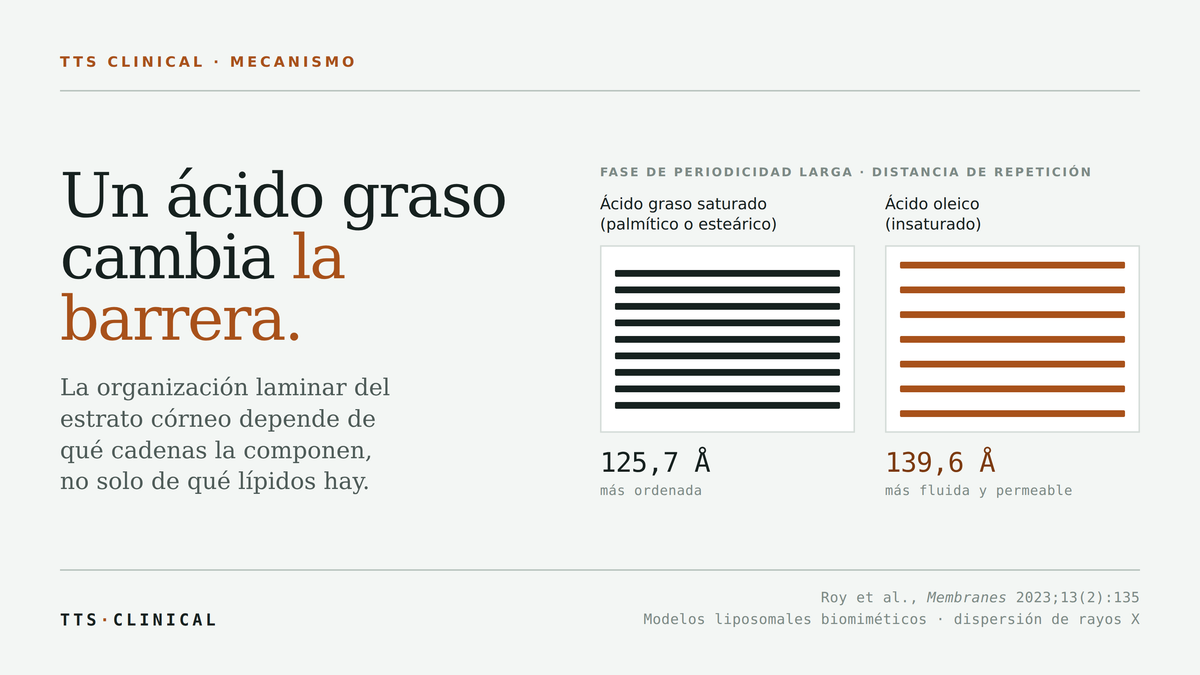 Figura: comparación de la distancia de repetición de la fase laminar de periodicidad larga en modelos de estrato córneo. Con ácido graso saturado, 125,7 Å; con ácido oleico insaturado, 139,6 Å, una membrana más fluida y permeable.
