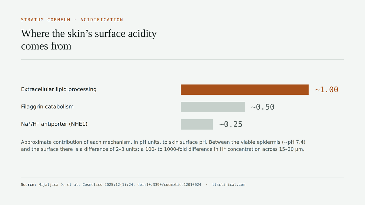 Figure: contributions to skin surface acidity in pH units. Extracellular lipid processing about 1.00, filaggrin catabolism about 0.50, NHE1 antiporter about 0.25.
